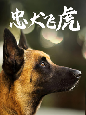 忠犬飞虎（33集）推荐热门短剧
