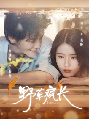 野草疯长(71集) 野草疯长(71集)网盘在线观看