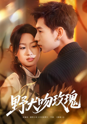 野犬吻玫瑰（70集）爆火短剧追不停