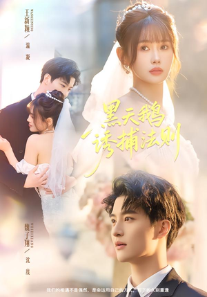 黑天鹅诱捕法册（80集）全集下载