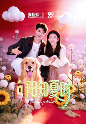 向阳知夏时（80集）超好看的短剧