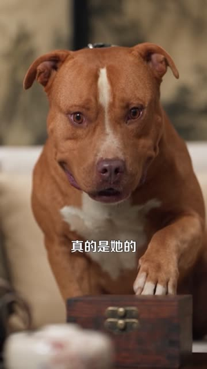 别惹那只猫,她刚从仙界回来(97集) 别惹那只猫,她刚从仙界回来(97集)真的好看吗